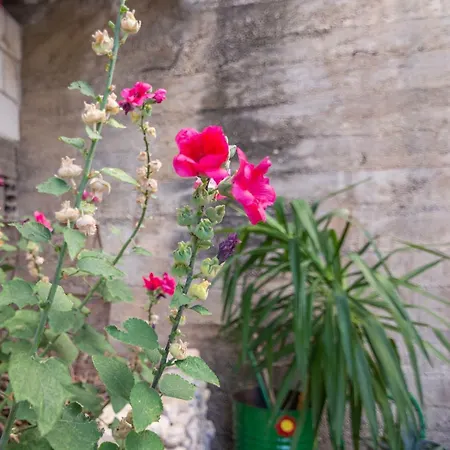 Cosic Apartman Duće
